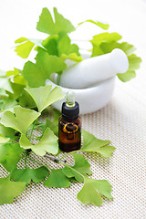 Image showing Ginkgo biloba essential oil