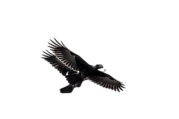 Image showing Two crows in mid flight