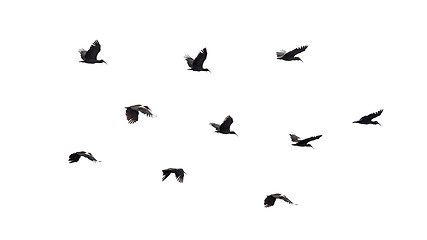 Image showing Birds in flight