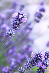 Image showing Lavender flowers 
