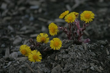 Image showing Coltsfoot