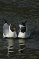 Image showing Gulls