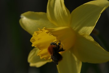 Image showing daffodil with bumblebee