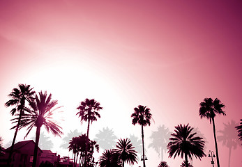 Image showing Palm Trees Sunset Retro