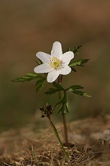 Image showing Wood anemone