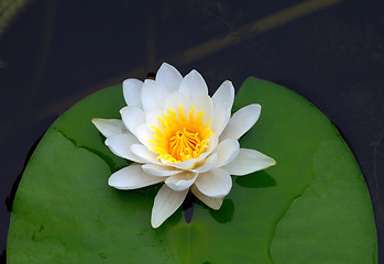 Image showing Victoria amazonica, water lily on pond