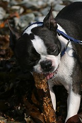 Image showing Boston terrier chewing on stick