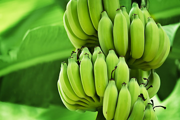 Image showing Unripe bananas in the jungle