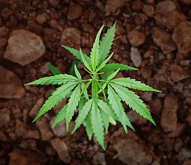 Image showing Small bush of hemp - cannabis