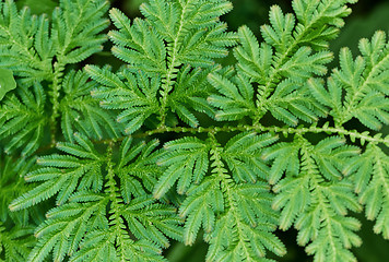 Image showing Fern leaves close up