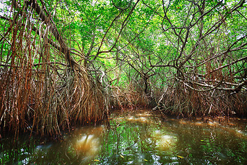 Image showing Thickets of mangrove trees in the tidal zone. Sri Lanka