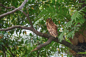 Image showing Brown Fish Owl sitting on a tree branch