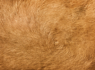 Image showing Brown camel hair background 