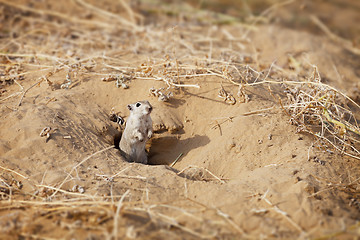 Image showing Rodent Indian desert jird (Meriones hurrianae)