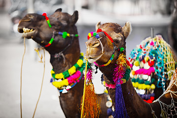 Image showing Two camels dressed up for fair. Pushkar, India
