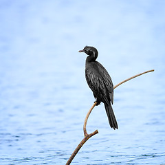 Image showing Cormorant on a dry tree above water