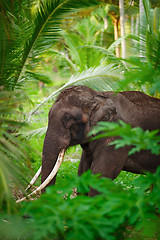 Image showing Old asian elephant in the forest