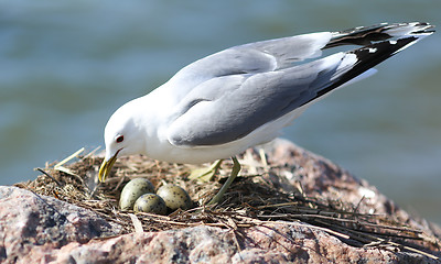 Image showing Seagull nesting