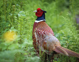 Image showing Pheasant