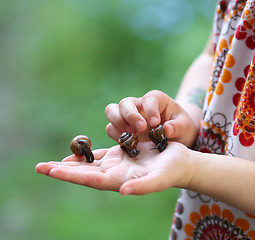 Image showing Snails on a Child´s Hands 