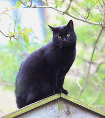 Image showing Black Cat