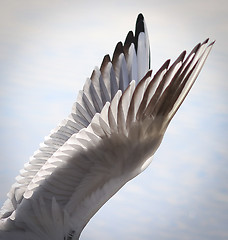 Image showing Wings