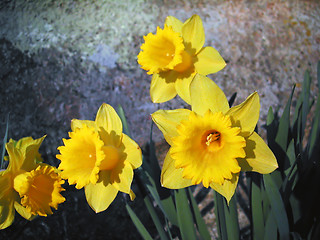 Image showing Daffodil