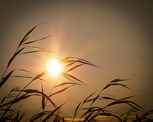 Image showing Summer evening in Finland