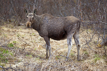 Image showing Wild Moose