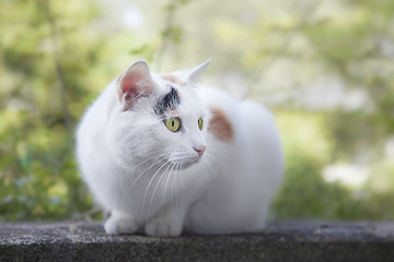 Image showing cat portrait