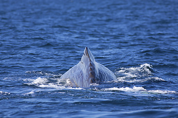 Image showing Whale tail