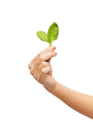 Image showing woman hand with green sprout