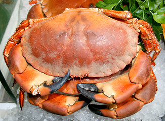 Image showing Crab