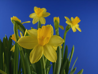 Image showing Daffodil