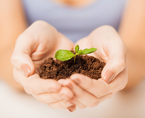 Image showing hands with green sprout and ground