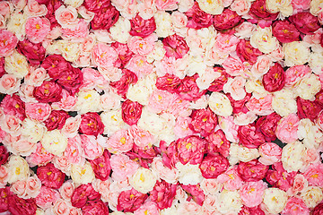 Image showing background full of white and pink peonies