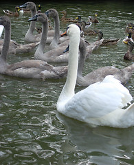 Image showing Swan