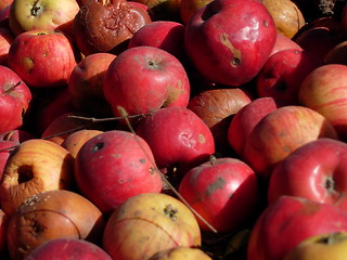 Image showing Apples