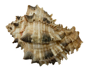 Image showing seashell