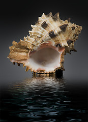 Image showing seashell