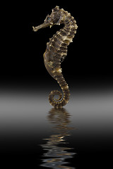 Image showing sea horse