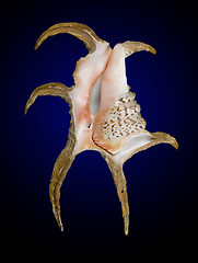 Image showing seashell