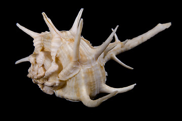 Image showing seashell