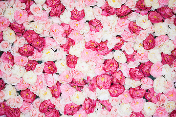 Image showing background full of white and pink peonies