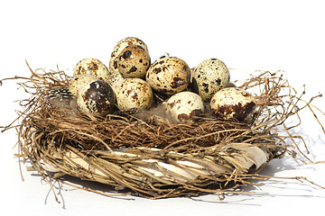 Image showing Quail eggs