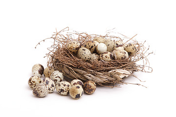 Image showing Quail eggs