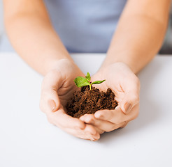 Image showing hands with green sprout and ground