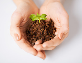 Image showing hands with green sprout and ground