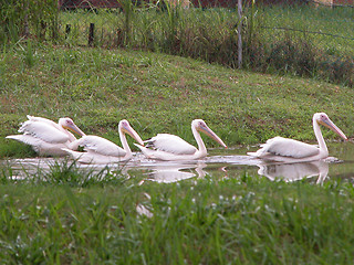 Image showing white pelicans swimming in a row