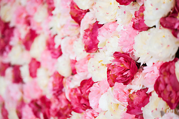 Image showing background full of white and pink peonies